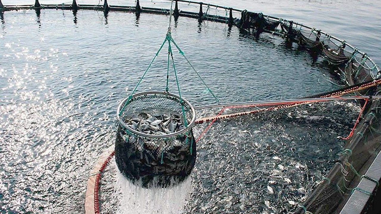 acquacoltura