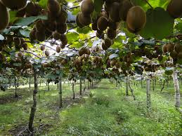 kiwi