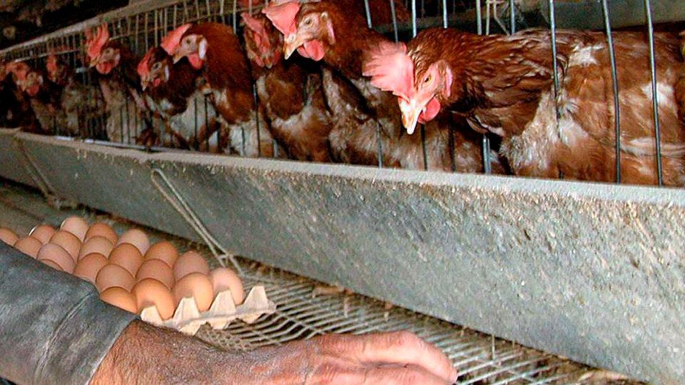 GALLINE