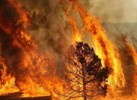 Incendio_boschivo