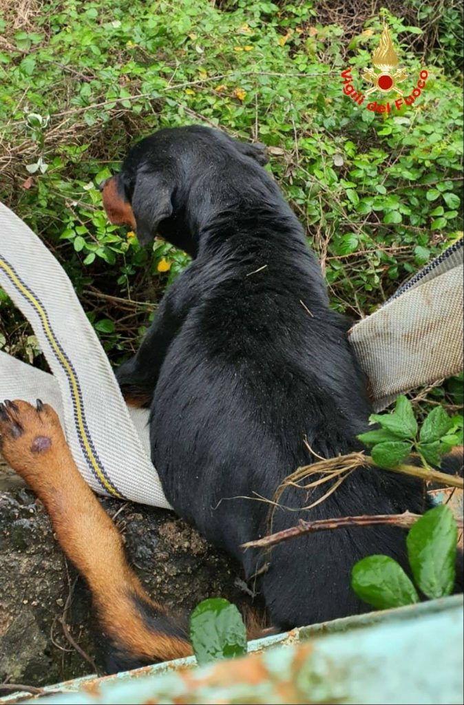 cane