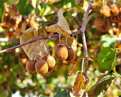 moria kiwi