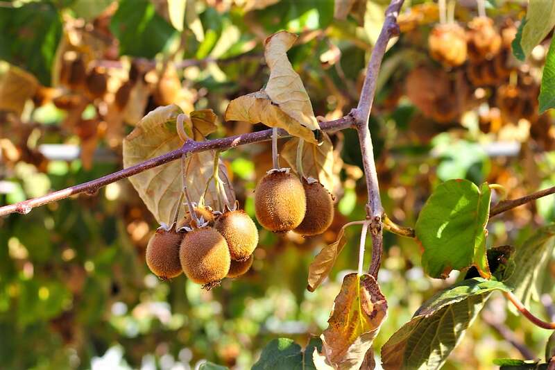 moria kiwi