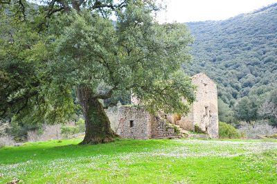 Dettaglio della sughereta San Vito a Monte San Biagio