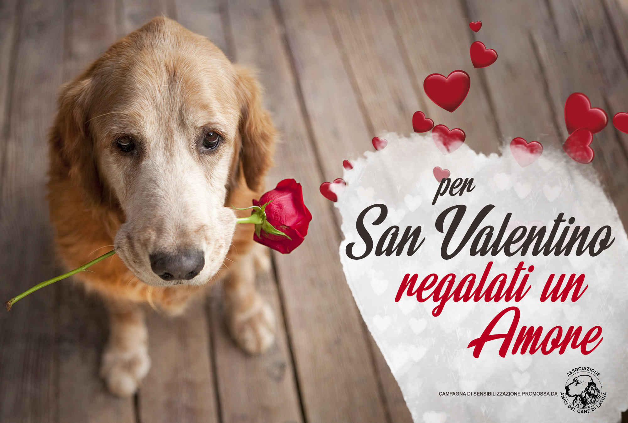 Amici del cane-San-Valentino