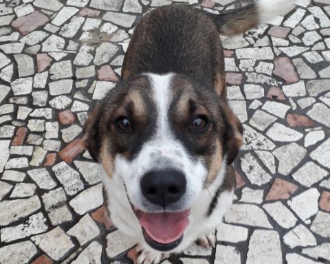 Il cane ucciso a fucilate a Priverno