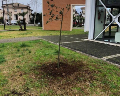 alberi3