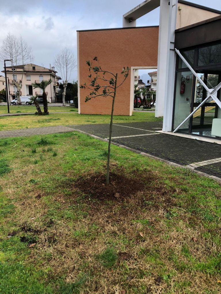 alberi3
