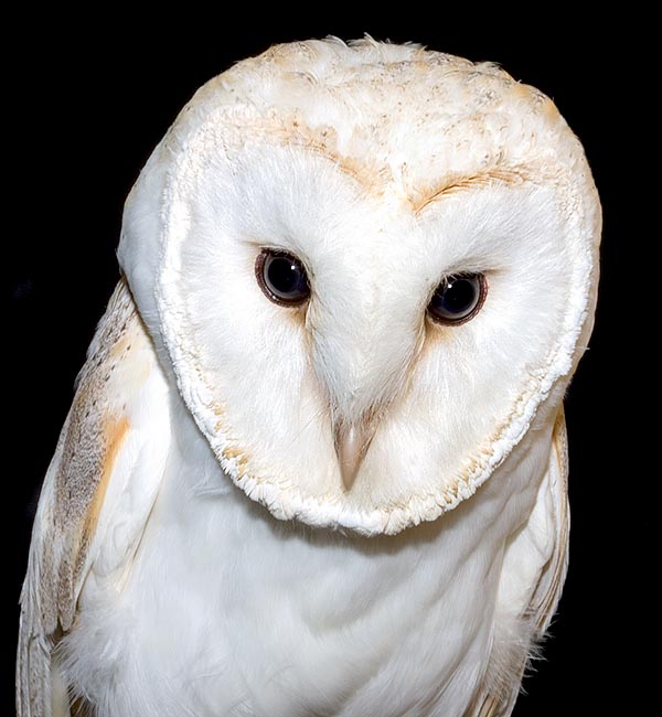 Tyto alba