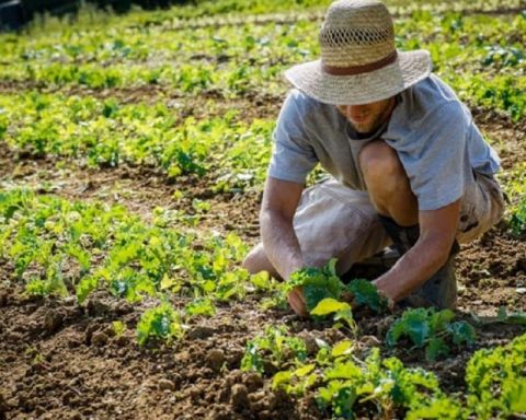 Agricoltura