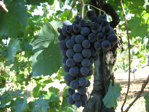 Raspato nero