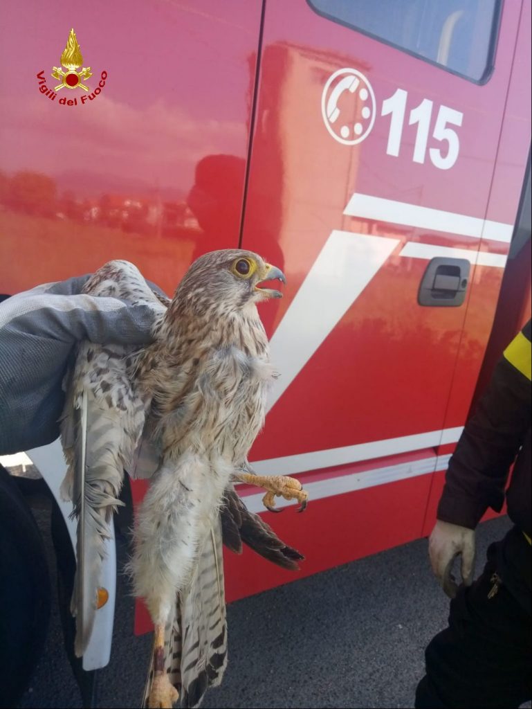 vigili del fuoco
