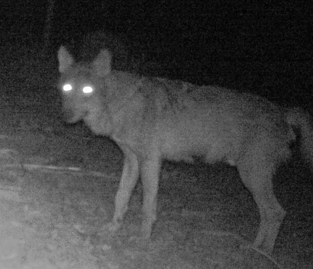 Avvistamento del lupo nel parco nazionale del circeo