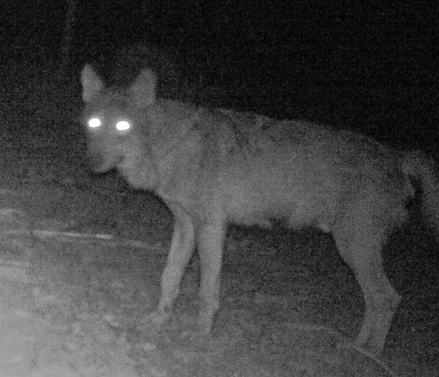 Avvistamento del lupo nel parco nazionale del circeo