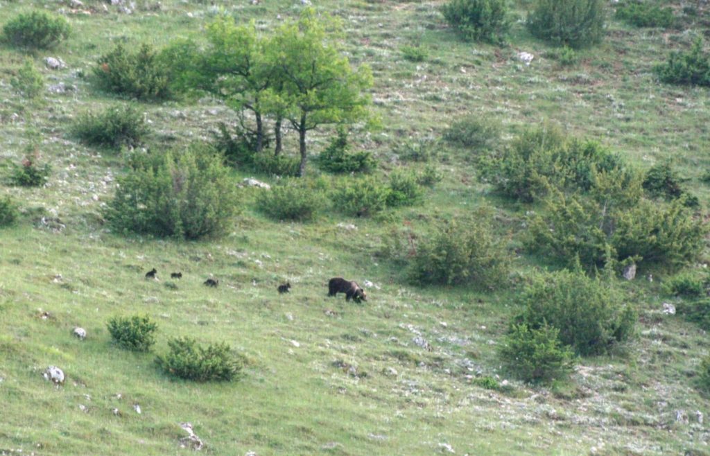 parco