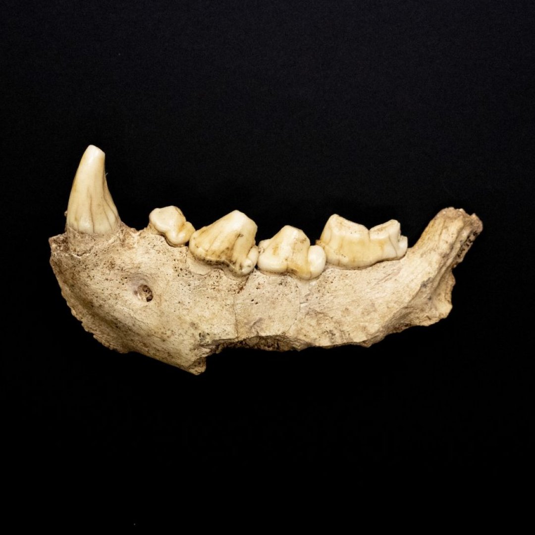neanderthal