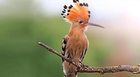 uccello