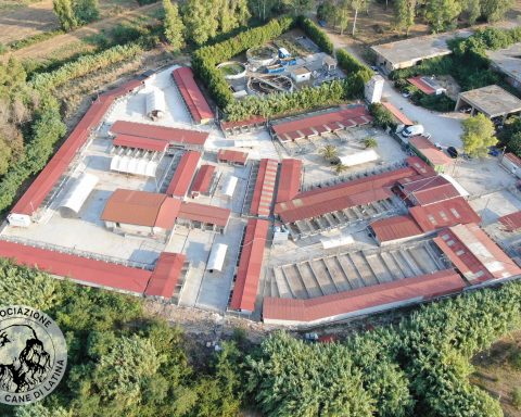 Amici del cane di Latina - veduta del canile dall'alto