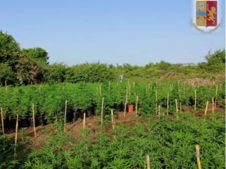 piantagione-marijuana_ardea