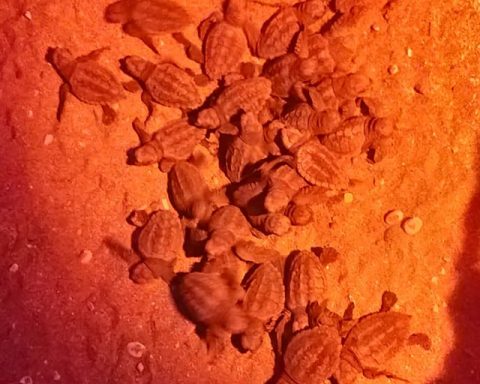 Foto pubblicata dal Circolo Legambiente Terracina - Pisco