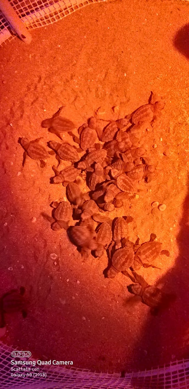 Foto pubblicata dal Circolo Legambiente Terracina - Pisco