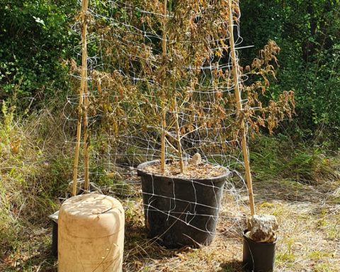 Foto dei controlli eseguiti dai Carabinieri di Formia e di alcune piante di marijuana rinvenute