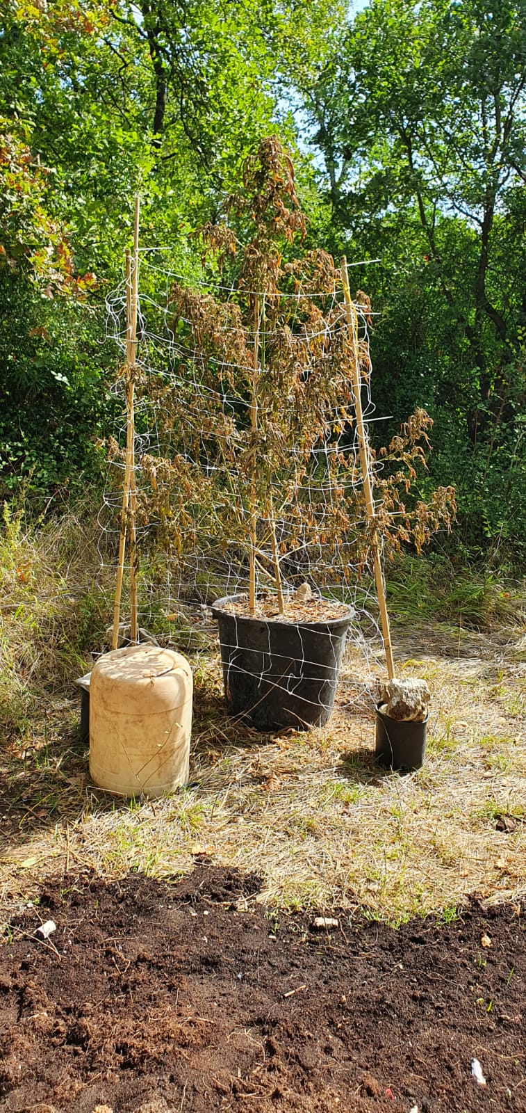 Foto dei controlli eseguiti dai Carabinieri di Formia e di alcune piante di marijuana rinvenute