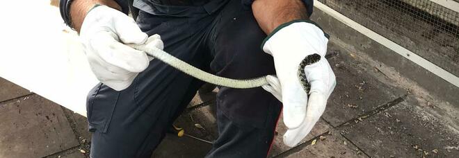 serpente