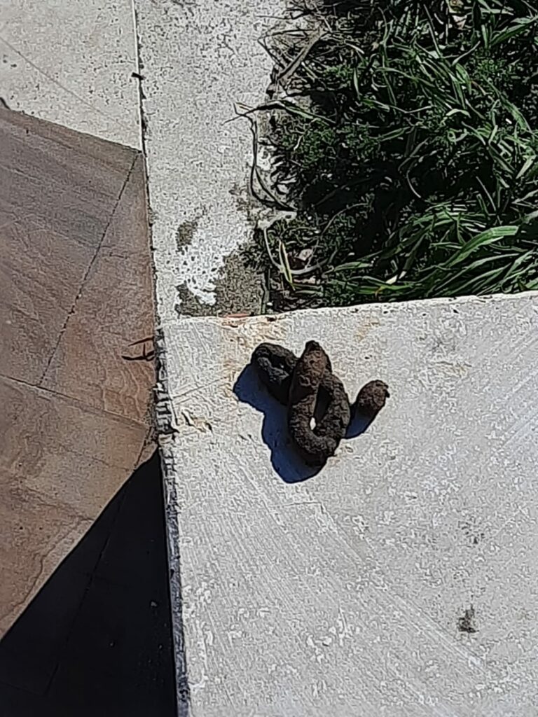 Escrementi Passeggiata Portoghesi
