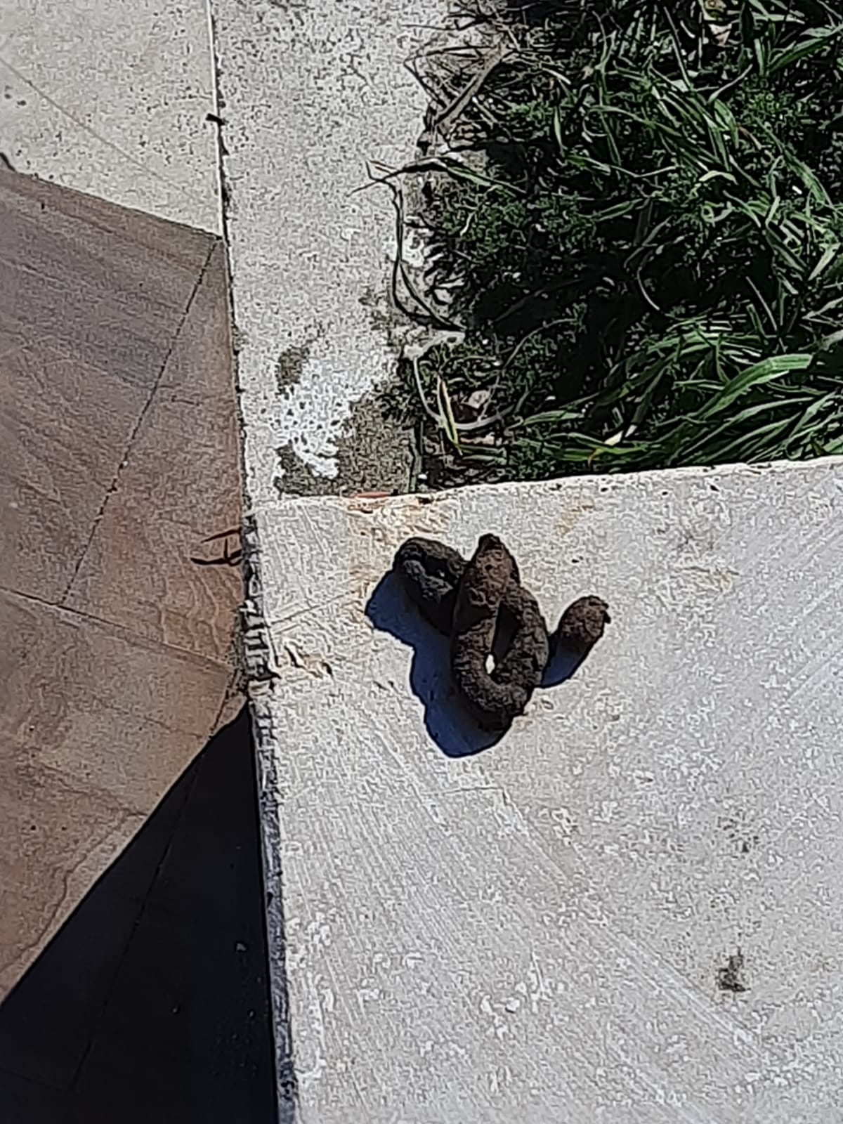 Escrementi Passeggiata Portoghesi