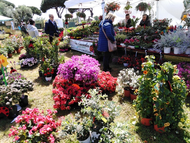 Gazebo vincitore 2019