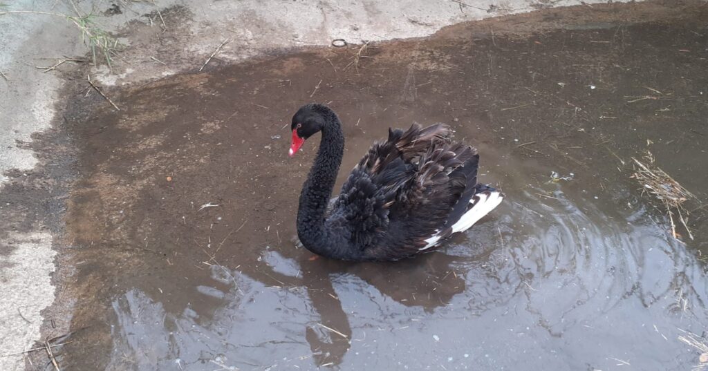 cigno nero