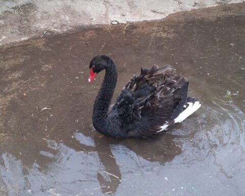 cigno nero