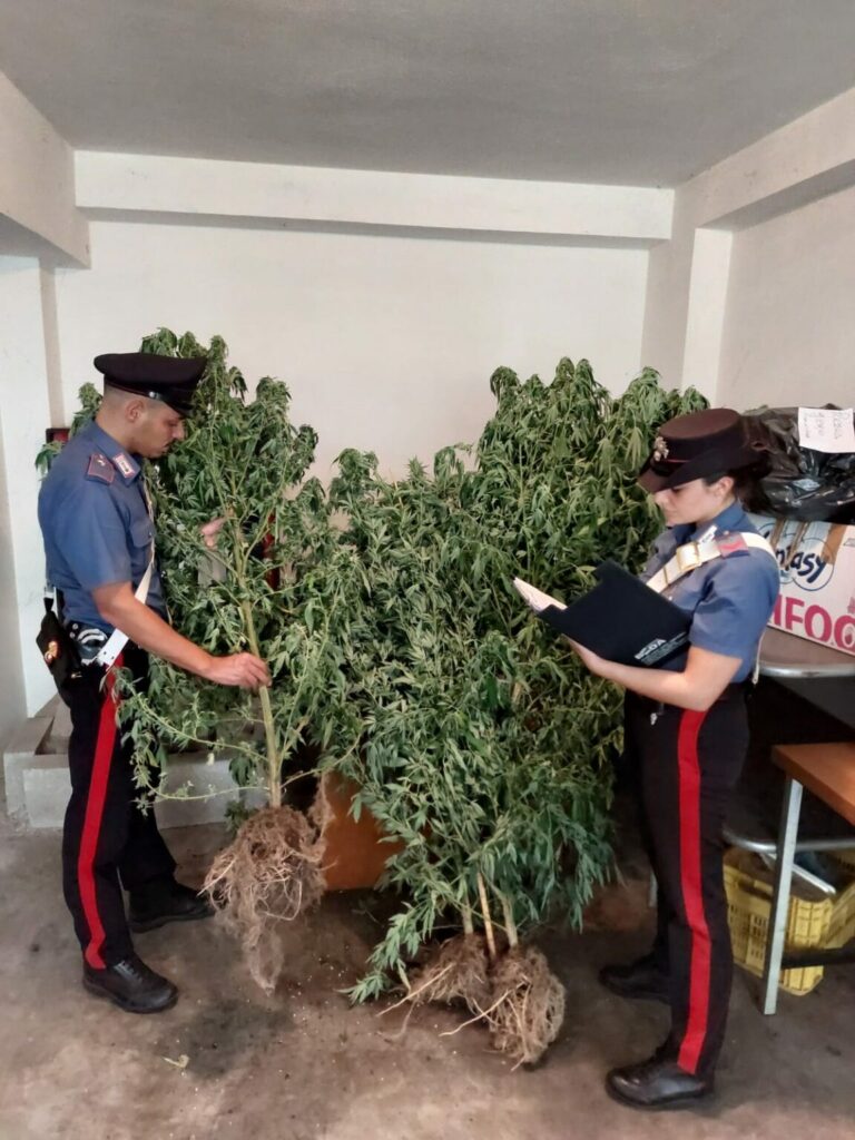 marijuana