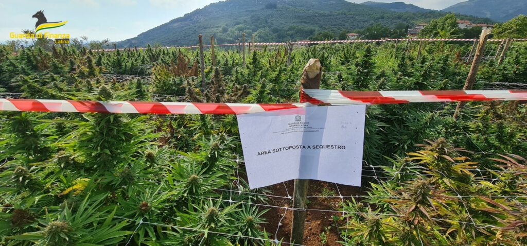 La piantagione sequestrata a Suso con un decreto emesso lo scorso 11 ottobre dalla Procura di Latina