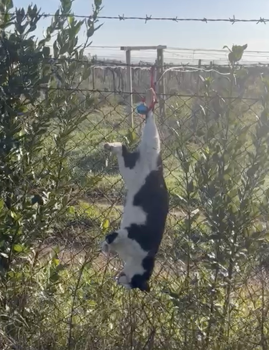 Il gatto ritrovato a Tor Tre Ponti