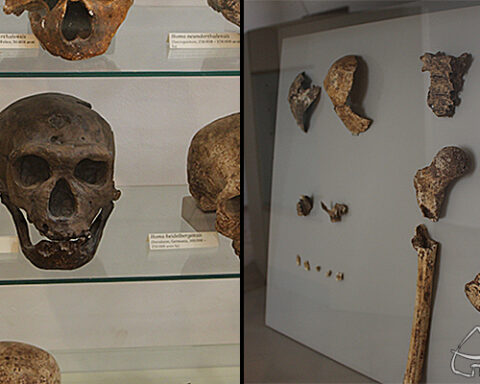 Museo archeologico di Sezze (immagine da Compagnia dei Lepini)