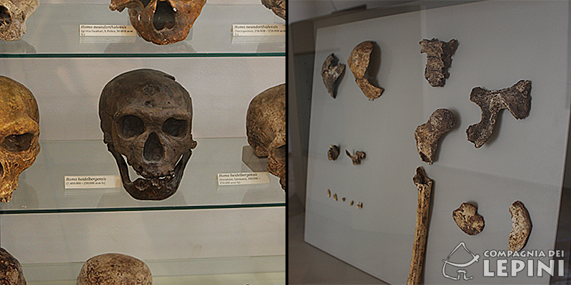 Museo archeologico di Sezze (immagine da Compagnia dei Lepini)