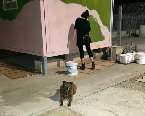 Lola Poleggi murales donato all'Associazione Amici del Cane di Latina