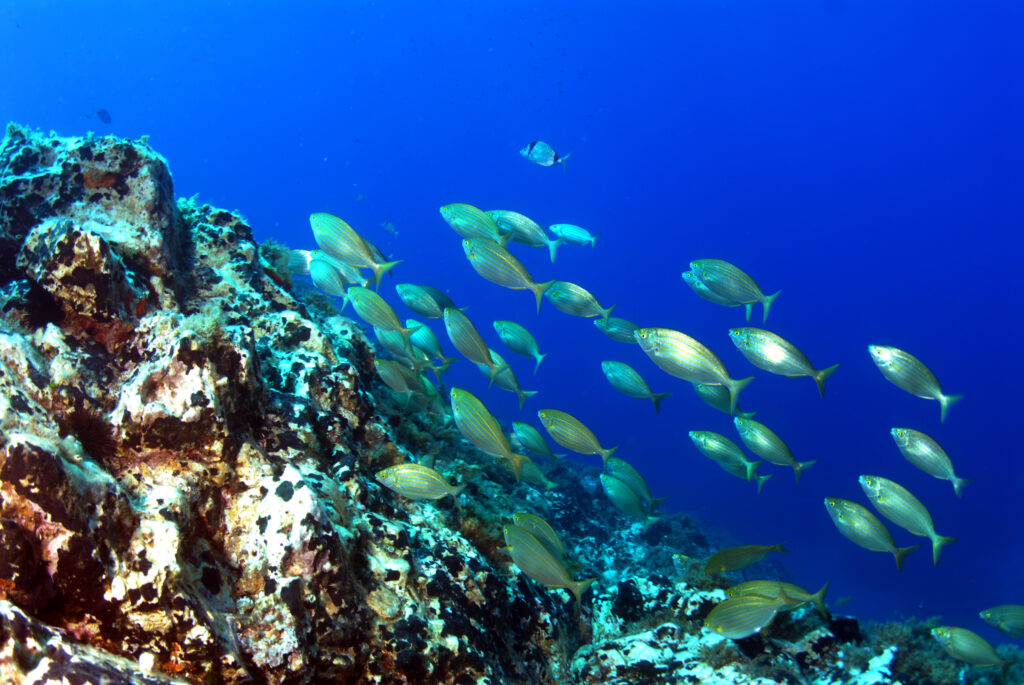 Foto A. Madonna Giornata degli Oceani