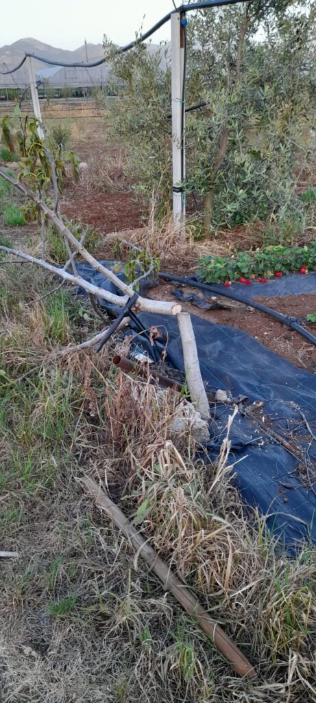 Uno degli alberi tagliati con la motosega elettrica nel terreno del guardiaparco a Monte San Biagio
