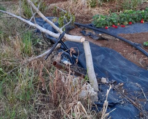 Uno degli alberi tagliati con la motosega elettrica nel terreno del guardiaparco a Monte San Biagio