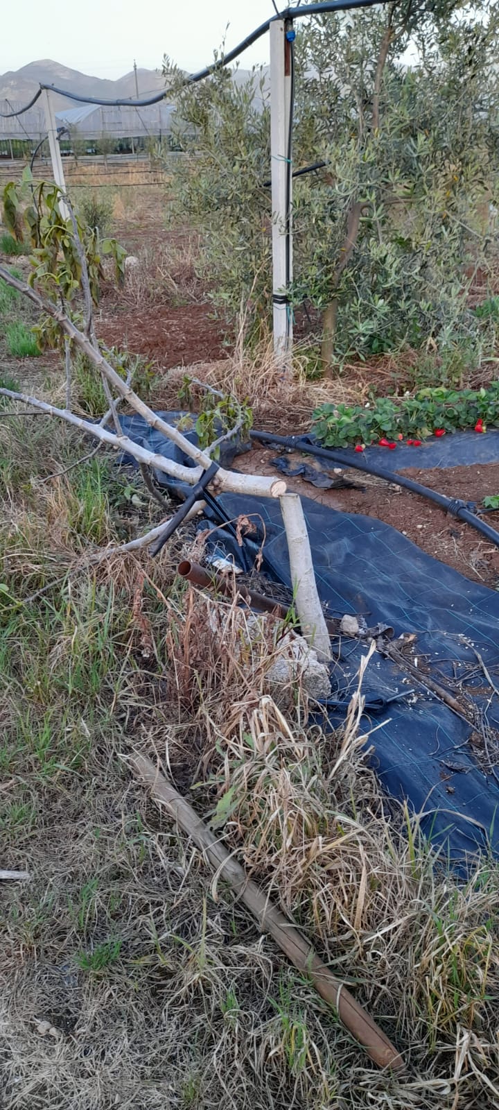 Uno degli alberi tagliati con la motosega elettrica nel terreno del guardiaparco a Monte San Biagio